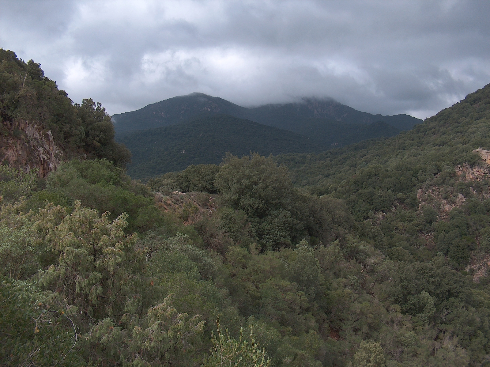 Sas Baddes Old-Growth Forest in Montes